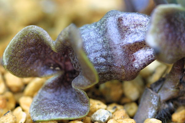 �c�N�o�l�A�I�C